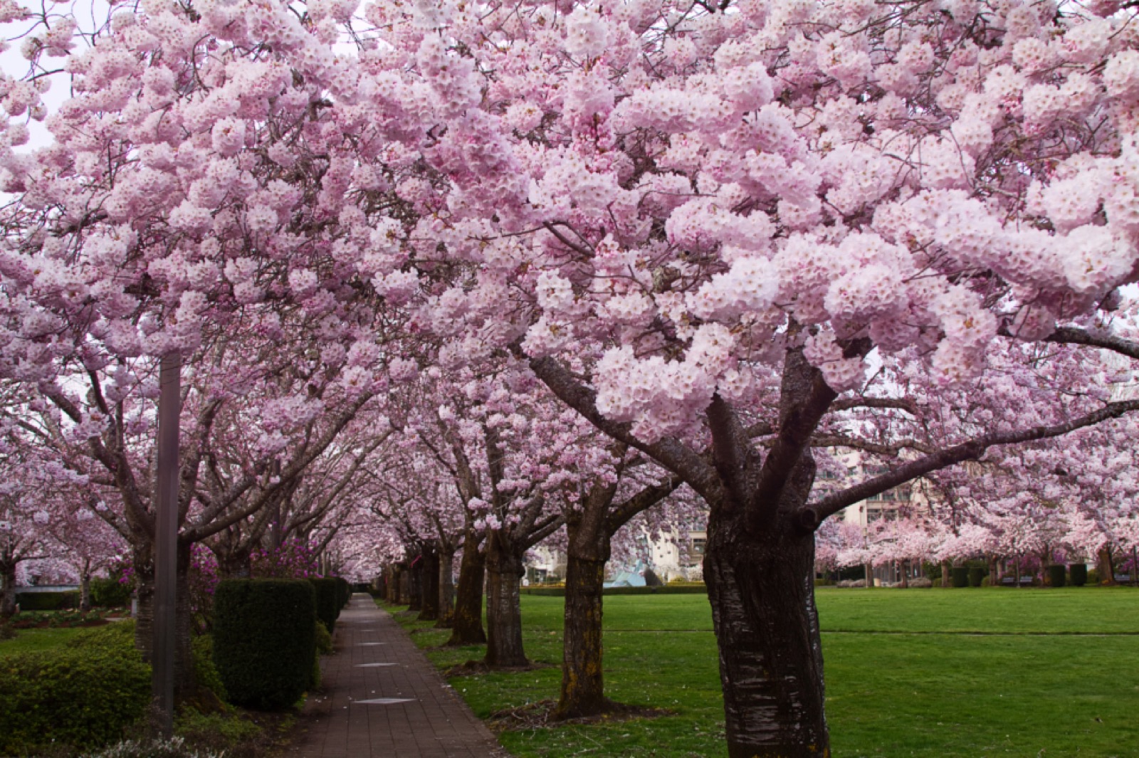 Cherry blossoms in full bloom