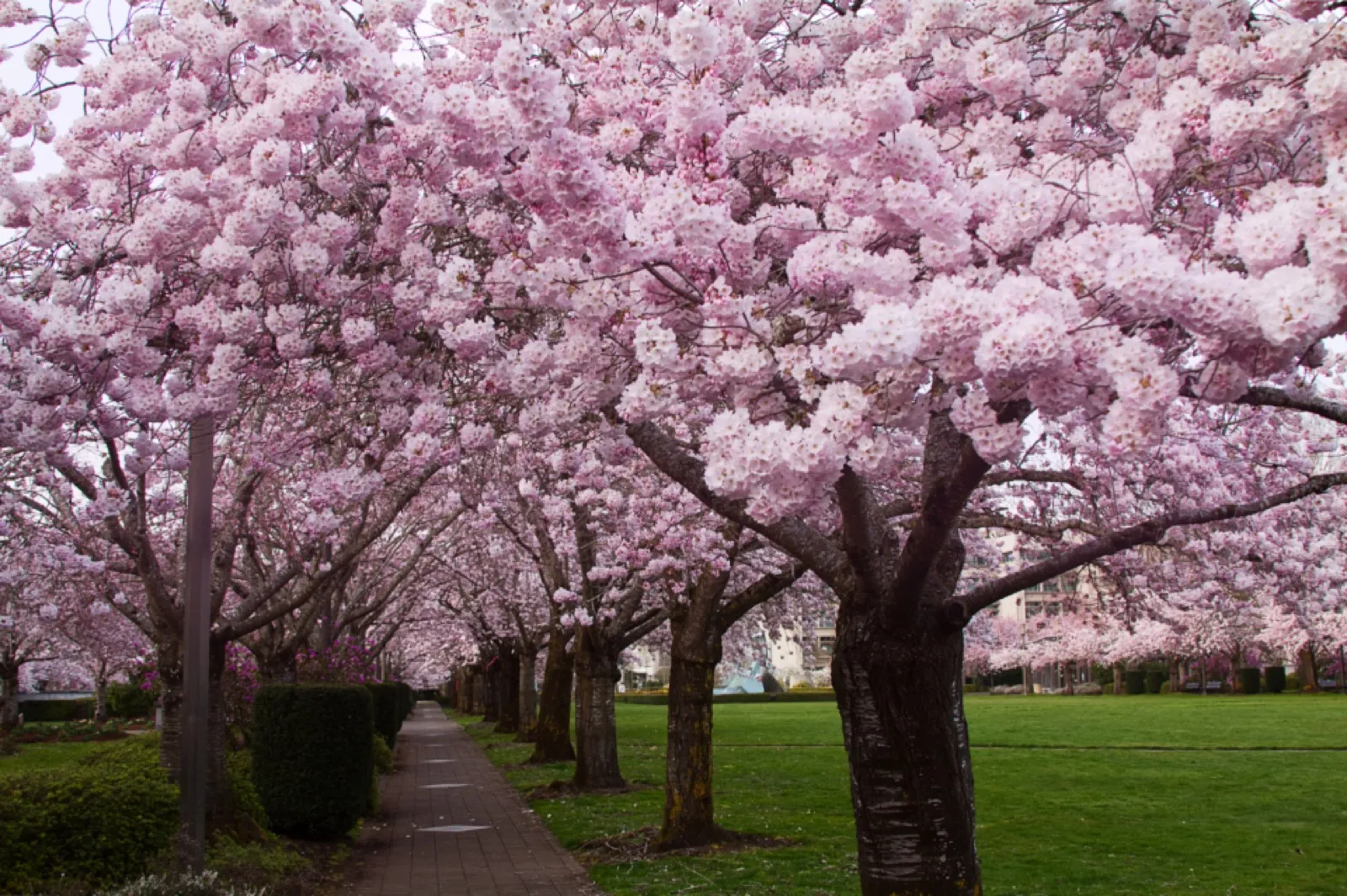 Cherry blossoms in full bloom