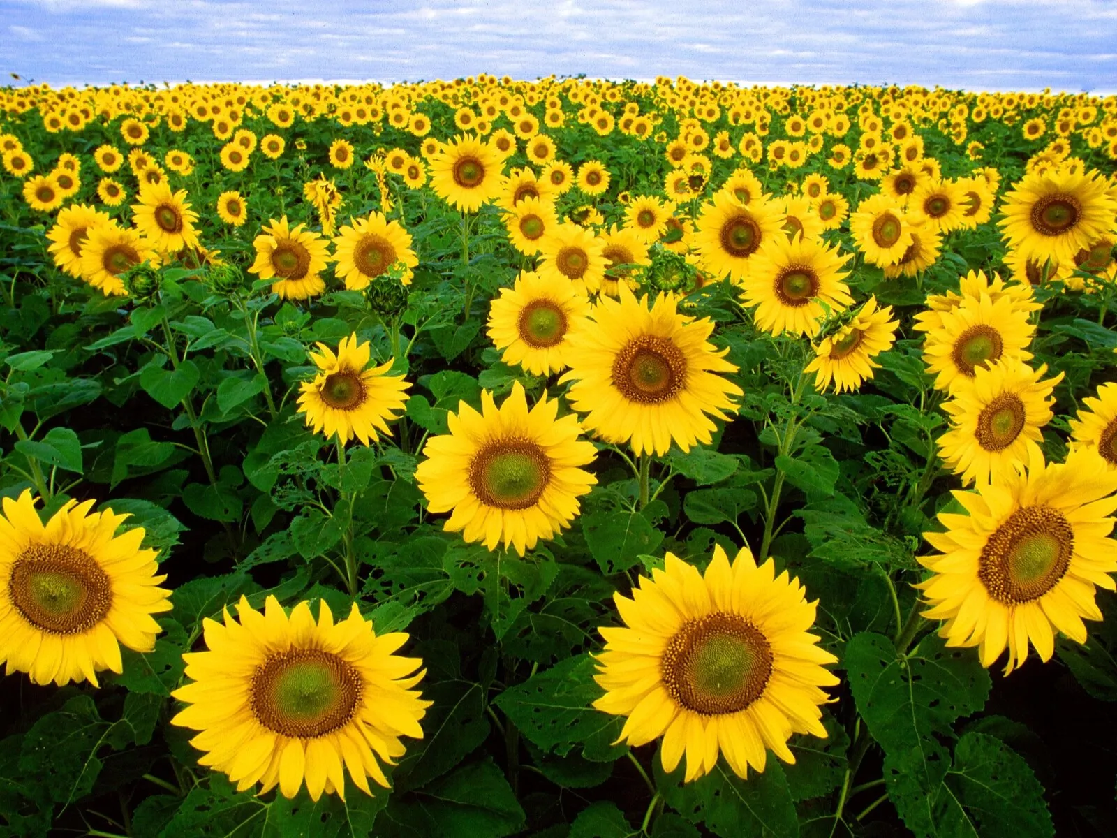 A field of sunflowers in full bloom under a summer sky